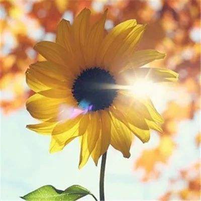 南宫28手机app下载