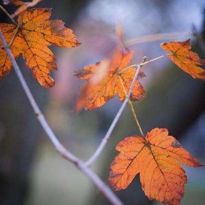 开元棋脾app下载